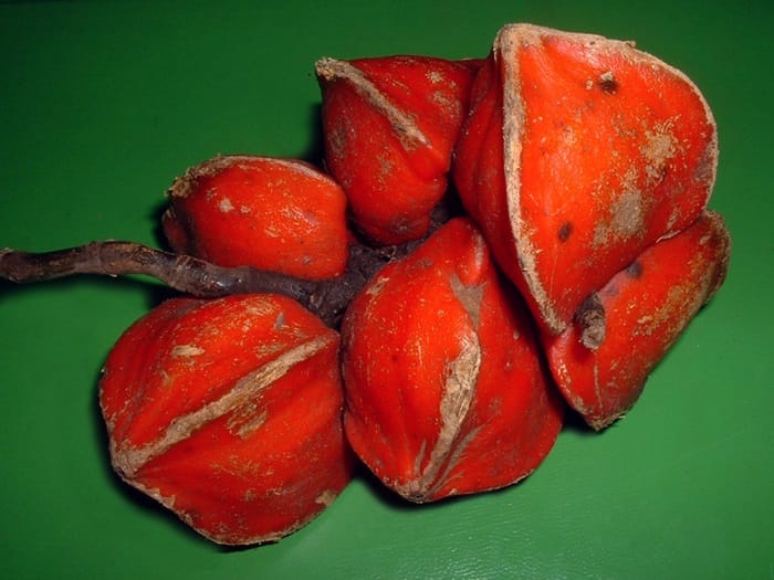 تائوماتین (عصاره میوه کاتمفه)